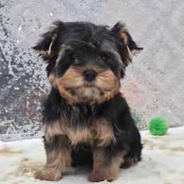 Scout - Blue and gold male Yorkshire Terrier puppy in Monticello, Iowa from Ashley’s Puppies