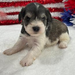 Marsha Female 1 - Parti female Miniature Schnauzer puppy in Pageland, South Carolina from New Haven Farms