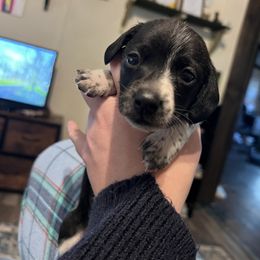 Dachshund Puppies from Captain Kirk’s Wiener Fleet
