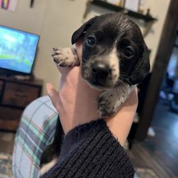 Dachshund Puppies from Captain Kirk’s Wiener Fleet