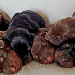 Doberman Pinscher Puppies from Double Take Doberman Kennels