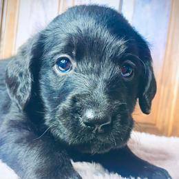 Labradoodles and Labrador Retrievers from Whispers of Grace Labs & Doodles