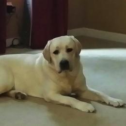 Labrador Retriever All Grown Up from MayCroft Labradors