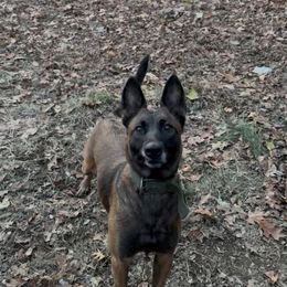 Belgian Malinois puppies from Barbihaus Kennels