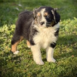 Joleen - Black tri female Miniature Australian Shepherd puppy in North Lakeport, California from Wild Rose Ranch