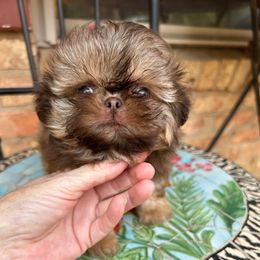 Girl 2 - Sable female Shih Tzu puppy in Texas from A Sassy Soul Shih-Tzu