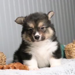 Timber (Fluffy) - Black and tan male American Corgi puppy in Fayetteville, Arkansas from Intergalactic Corgis