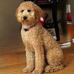 Chloe Monet - Cream female Goldendoodle puppy in Covington, Louisiana from MyKy Puppies