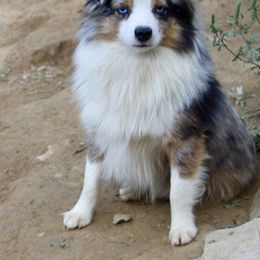 Miniature American Shepherd and Miniature Australian Shepherd All Grown Up from Taylor Made Aussies  & Taylor Made Miniature American Shepherd