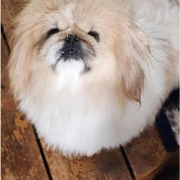 Eddie - Pekingese