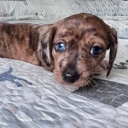 Walter - Brindle male Dachshund puppy in Michigan And Florida Locations, Michigan from UP North Dachshunds UPNDLLC