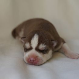 Sadie - Red and white Siberian Husky puppy in Wiscasset, Maine from Running with Huskies