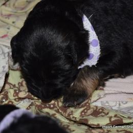 German Shepherd Puppies from Import German Shepherds of Kansas