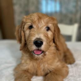 Marvin - Apricot male Goldendoodle puppy in Osage City, Kansas from Golden Ridge Goldens
