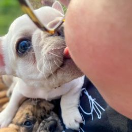 French Bulldog Puppies from Bailey French Bulldogs