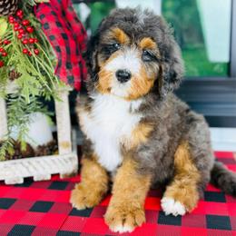 Isaac - Blue merle male Bernedoodle puppy in Bowling Green, Ohio from FDF Pyredoodles & Bernedoodles