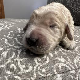 Boy 2 - Cream Goldendoodle puppy in Bellville, Ohio from Ohio Designer Doodles