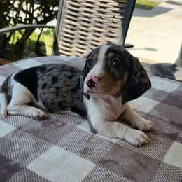 Paul Newman - Black and tan Dachshund puppy in Sarasota County, Florida from Donna's Mini Joys