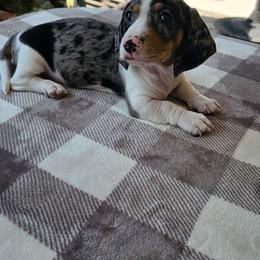 Paul Newman - Black and tan Dachshund puppy in Sarasota County, Florida from Donna's Mini Joys