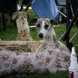 Saluki and Whippet All Grown Up from Aeolus Salukis & Whippets