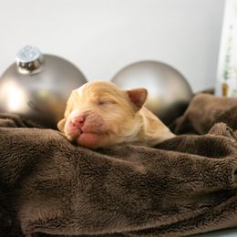 Apricot male - Apricot male Goldendoodle puppy in Lafayette, Alabama from Sweethaven Kennels