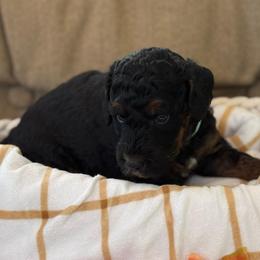 Aspen - Phantom male Poodle puppy in Grover Beach, California from Central Coast Poodle Paws