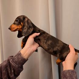 Silver Dapple male - Dapple male Dachshund puppy in Hesperia, California from VOM HAUSE Imperial