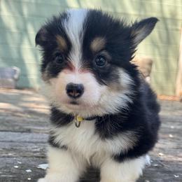Taz fluffy (gold) - Black and tan male American Corgi puppy in East Oakdale, California from Rhettro Kennels
