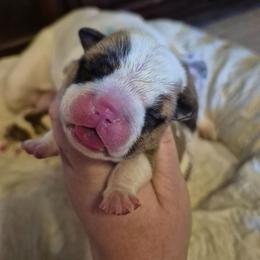 GREEN - Fawn brindle and white male Bulldog puppy in Walhalla, South Carolina from Lowery's English Bulldogs