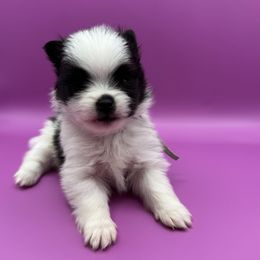 David - Black parti male Pomeranian puppy in Vermont from Poms All Day