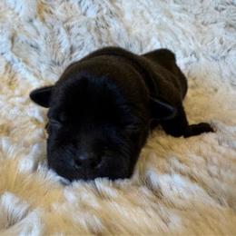 Black Collar Female - Black and white female Staffordshire Bull Terrier puppy in Princeton, Minnesota from Thor’s Beagles & Maha’s Staffy