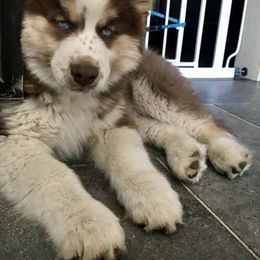 Siberian Husky Puppies from Myths and Legends Siberian Huskies