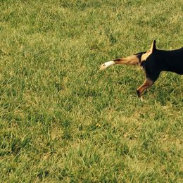 Rat Terrier Puppies from Buzablu Rat Terriers