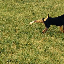 Rat Terrier Puppies from Buzablu Rat Terriers