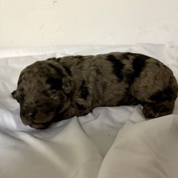 Frosty - Merle female Goldendoodle puppy in Windsor, Colorado from Front Range Family Doodles