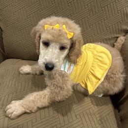 Rosie - Apricot female Poodle puppy in Mobile, Alabama from Semmy’s Standard Poodle LLC