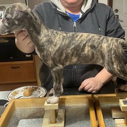 Gisele - Black brindle Whippet puppy in Erving, Massachusetts from Mariki Hounds