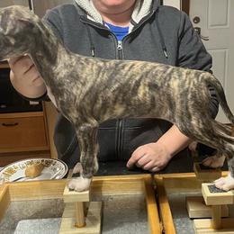 Gisele - Black brindle Whippet puppy in Erving, Massachusetts from Mariki Hounds