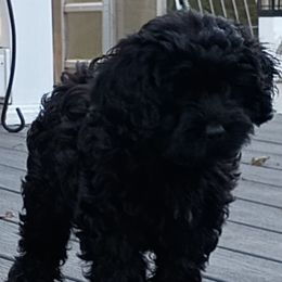 Frank - Black male Cavapoo puppy in Walterboro, South Carolina from Puddlejumpers