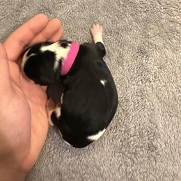 Girl 1 - Tri-color female Cavalier King Charles Spaniel puppy in Butler, Pennsylvania from Brugere Cavaliers