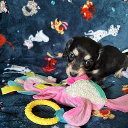 Lucy - Black and cream female Dachshund puppy in Cattaraugus County, New York from H&C’s Dachshunds and Retrievers