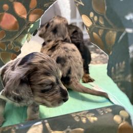 Dachshund Puppies from Birkin’ Paws