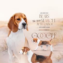 Beagle puppies from BEARs Beagles