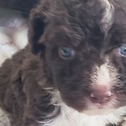 Teo - Spanish Water Dog puppy from The Woolly Dog Ranch