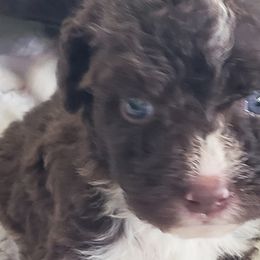 Teo - Spanish Water Dog puppy from The Woolly Dog Ranch