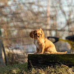 Cavalier King Charles Spaniel Puppies from Kelley Cavaliers