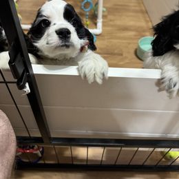 Cocker Spaniel Puppies from K&M crocker Spaniels