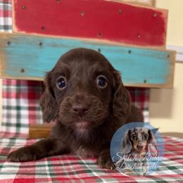 Clark - Chocolate male Dachshund puppy in Adamsville, Tennessee from Shiloh Ridge Dachshunds