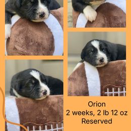 Gator - Black tri-color male Australian Shepherd puppy in Marshall, Virginia from Greywood Farm Aussies