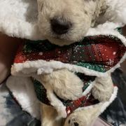 Double Doodle Puppies from Central Valley Cadoodles